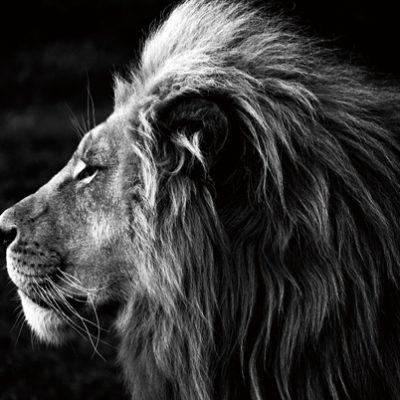 tableau-lion-verre-photo-noir-blanc-tableau-peinture-bois&deco-meubles-gibaud.